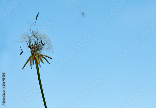 Blooming dandelion in nature against the blue sky. Old dandelion close up