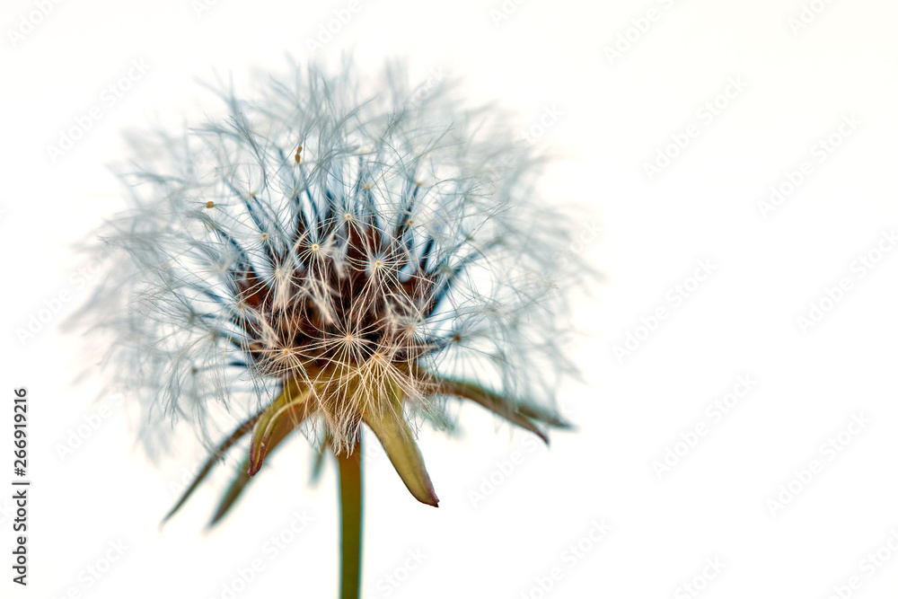 Blooming dandelion in nature on a white background. Old dandelion close up