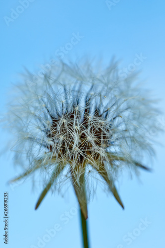 Blooming dandelion in nature against the blue sky. Old dandelion close up