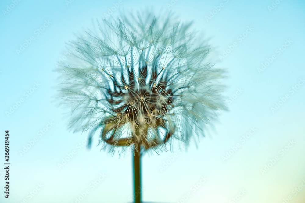 Blooming dandelion in nature against the blue sky. Old dandelion close up