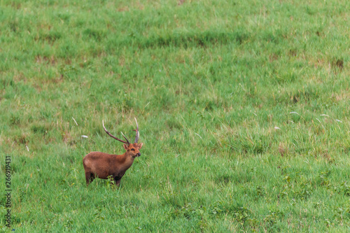 Fototapeta Naklejka Na Ścianę i Meble -  Barking deer in grass field