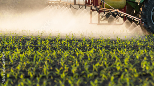 Cuadro en lienzo Tractor spraying pesticides at  corn field