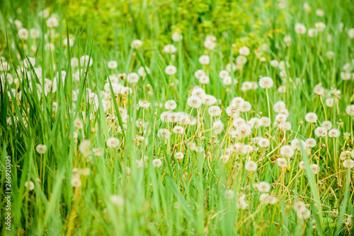 Fresh green grass and light white dandelion flowers. Natural background. Springtime concept. Many tender flowers in field. Dandelion soft bloom. Eco and organic. Dandelion in nature. Dandelion field