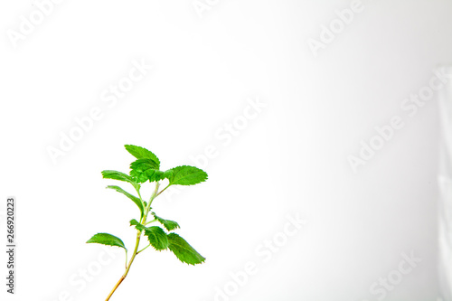small plant with green leaves on a white background