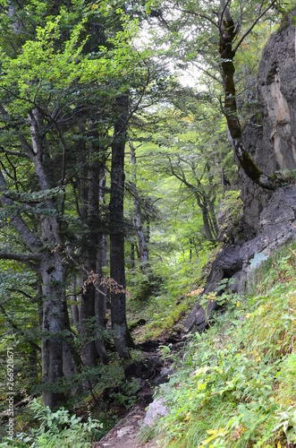 Forest near Lake Gosau in the Salzkammergut region in Austria