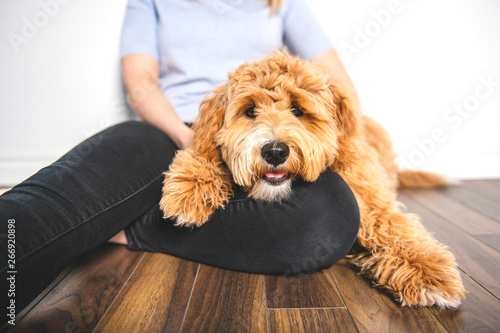 woman with his Golden Labradoodle dog isolated on white background photo