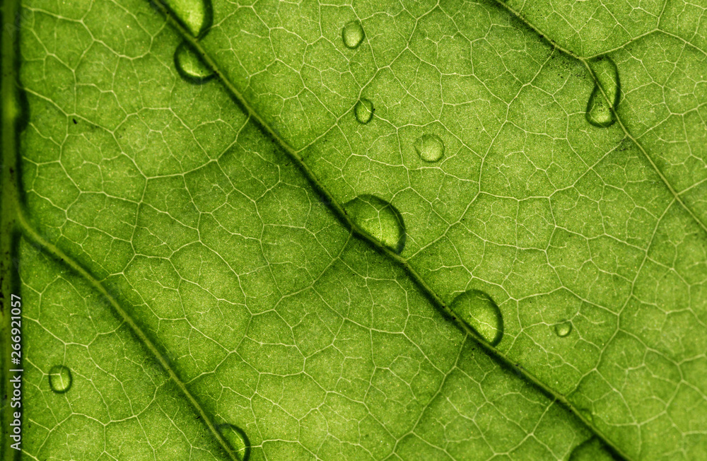 Fototapeta premium The texture of green leaves and the drops of water on them