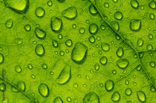 The texture of green leaves and the drops of water on them