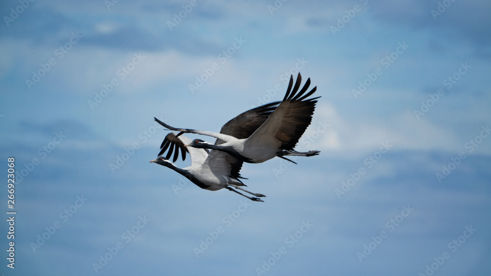 cranes beauties couple in the blue sky