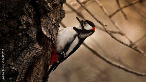 Foto bird spotted woodpecker hollows a tree