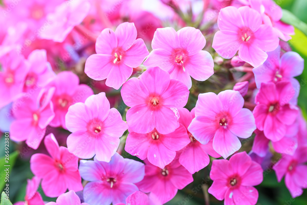 Flowers in the park Flowers in the park