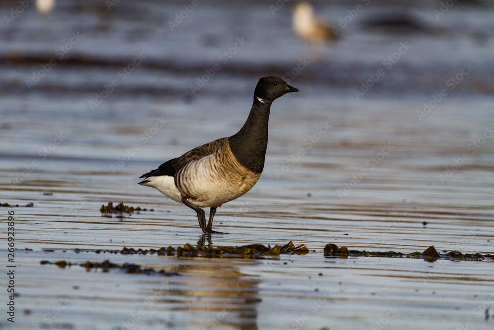 Fototapeta premium Young Canada Goose bird walking on the beach at sunrise, west coast of Ireland