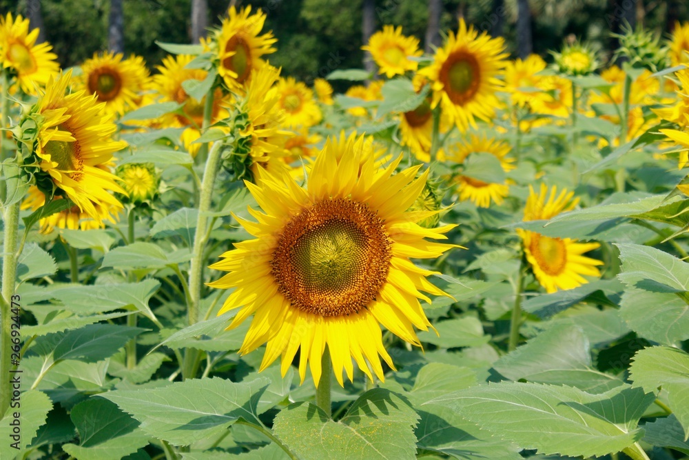 Fototapeta premium sunflowers field
