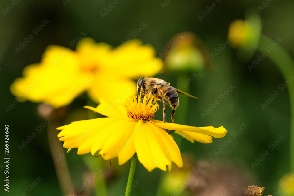 Blooming flowers and industrious bees Blooming flowers and industrious bees
