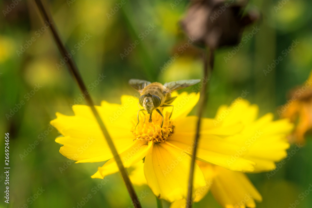 Blooming flowers and industrious bees Blooming flowers and industrious bees