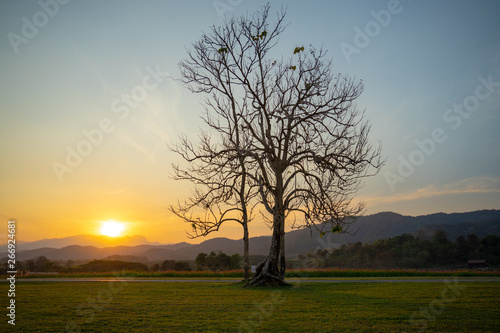 tree in sunset