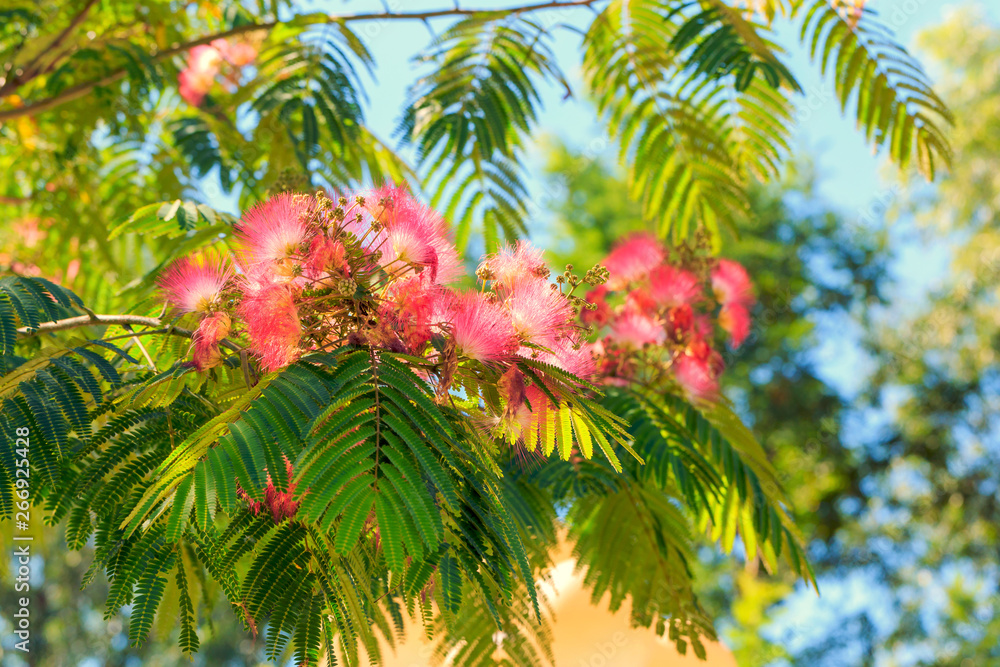 The albizzia tree in the park The albizzia tree in the park