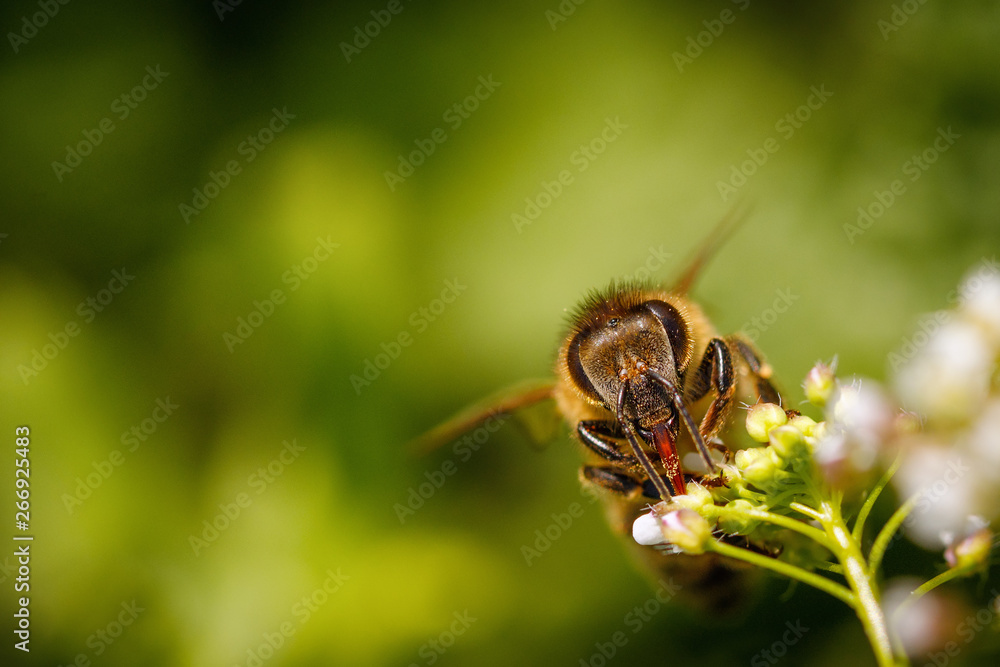 Bee on a white flower collecting pollen and gathering nectar to produce honey in the hive Bee on a white flower collecting pollen and gathering nectar to produce honey in the hive