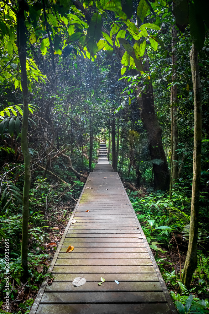 Wooden path in Taman Negara national park, Malaysia Wooden path in Taman Negara national park, Malaysia