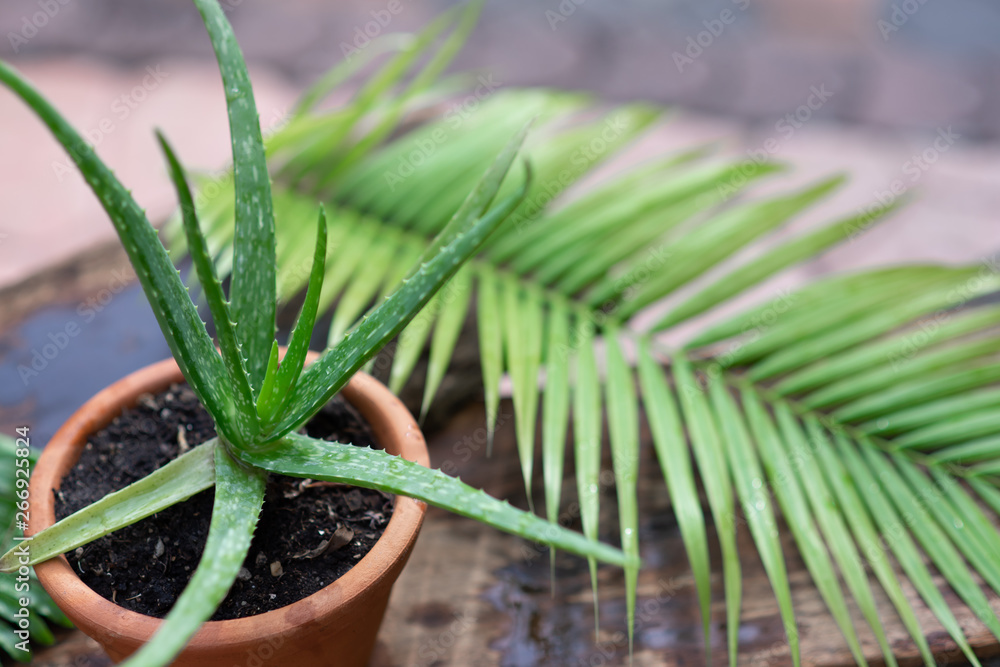 Fresh aloe vera stem slices and gel on wooden table, skin therapy concept Fresh aloe vera stem slices and gel on wooden table, skin therapy concept