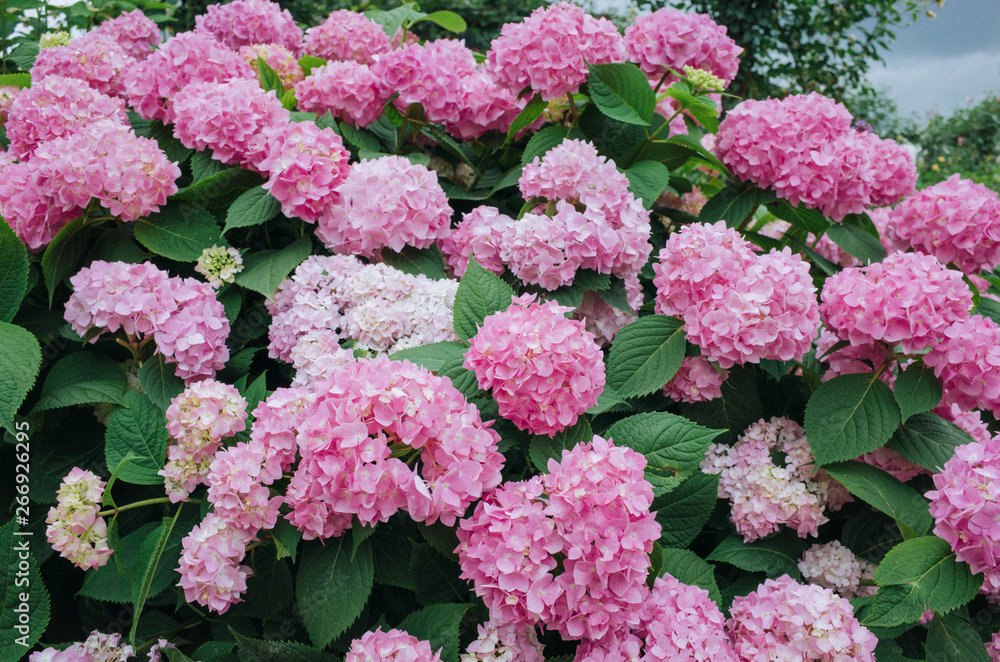 beautiful pink hydrangea flowers blooming in summer, background. A sea of pink hydrangea in bloom.