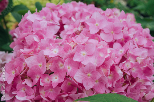 close up of beautiful pink hydrangea flowers blooming in summer