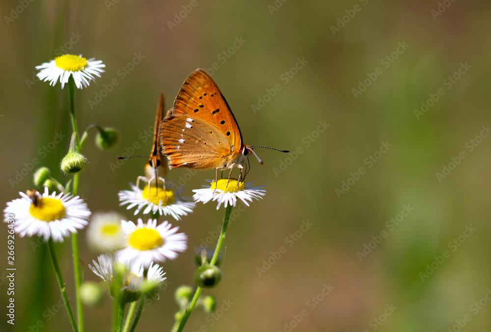 bright orange butterflies on daisy flowers close-up on green background bright orange butterflies on daisy flowers close-up on green background