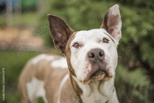 Sweet brown and white Pit Bull mix looks at the camera