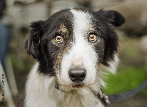 Fototapeta Naklejka Na Ścianę i Meble -  An old, senior dog at Border Collie rescue who was adopted after being photographed