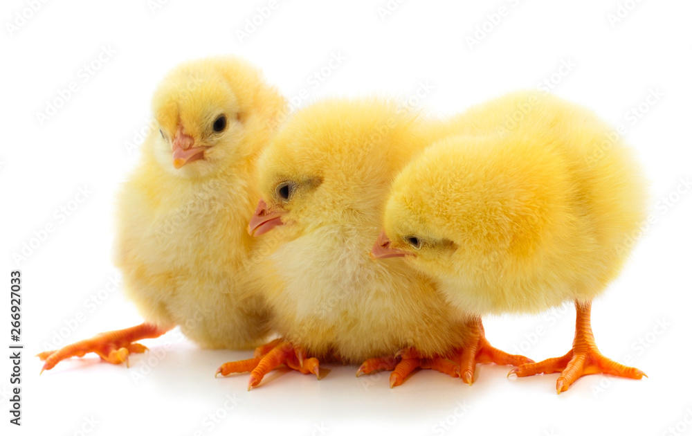 Little chicken isolated. Little chicken isolated.