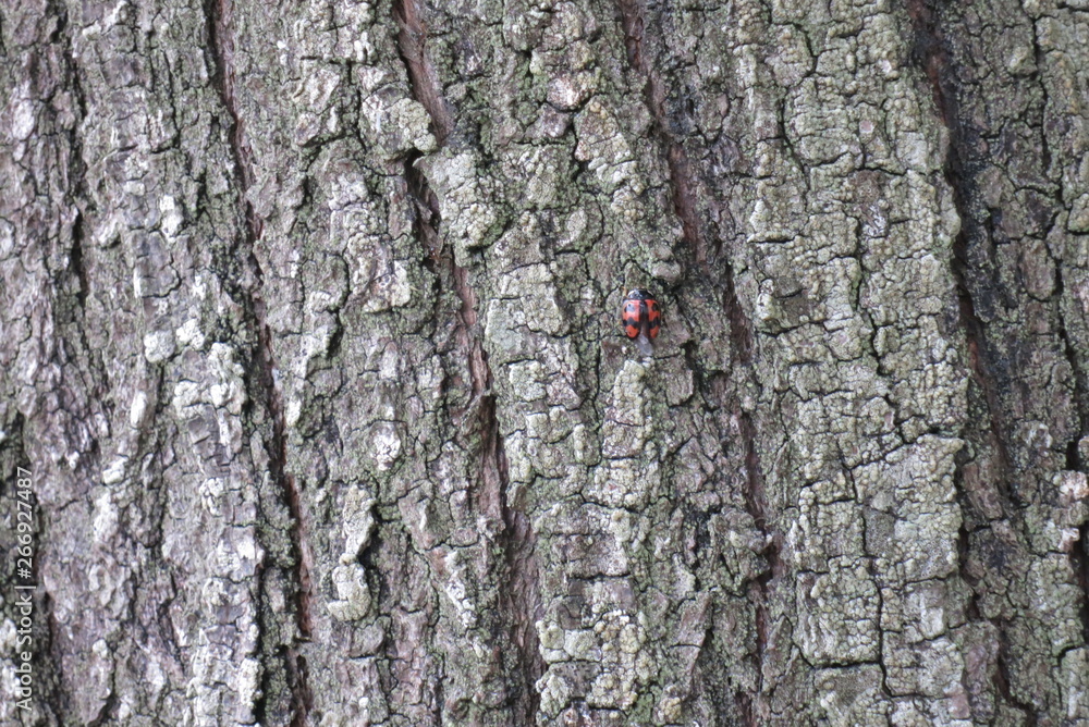 Fototapeta premium 木とてんとう虫