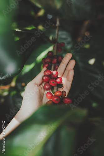 hand of farmer picking branch Ripe red coffee cherries of arabicas Coffee Tree on Coffee tree at Vietnam,Coffee bean Single origin words class specialty