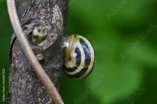 Snails gliding on the wet wooden texture. Macro