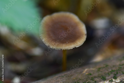 Mushroom in a forest on brown background. Closeup