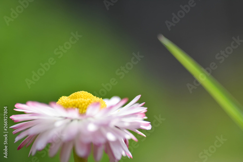 chamomile flowers closeup. Intention selective focus. Macro