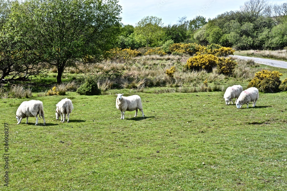 Obraz premium Sheep Grazing on the Gower Peninsula