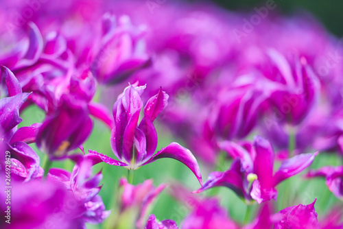 Colorful tulip field, summer flowerwith green leaf with blurred flower as background photo