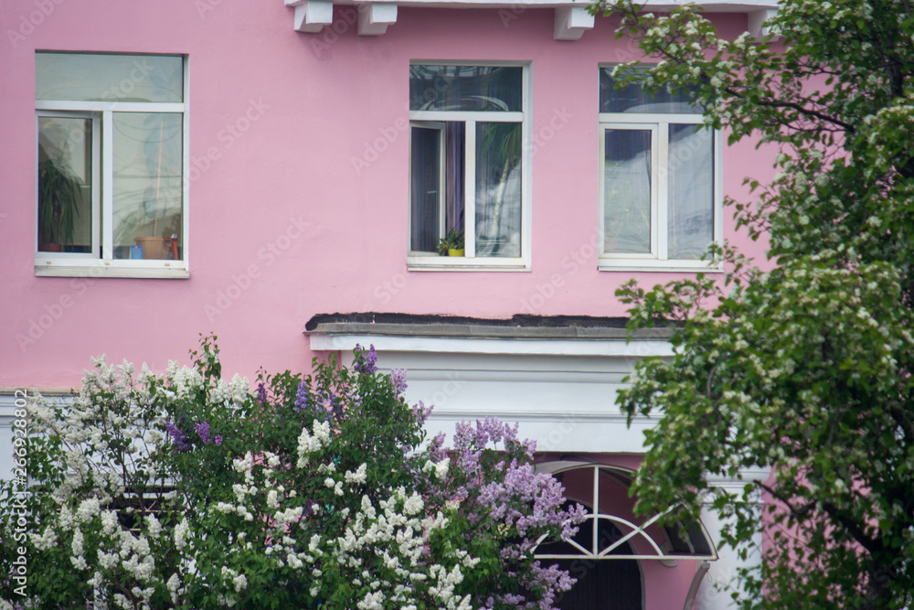 The pink facade of the building with windows is a bright background for flowering lilac bushes near this building. Residential building of bright color in a small town.