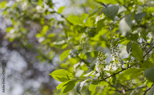 Spring time with blossoms. green leaves of tree in spring