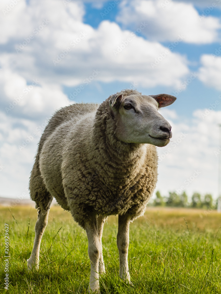 Fototapeta premium beautiful portrait of a sheep, close-up on the background of the Dutch landscape