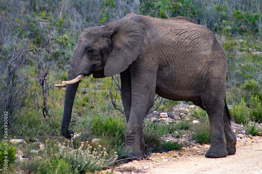 Male adult elephant in private game reserve safari in south africa