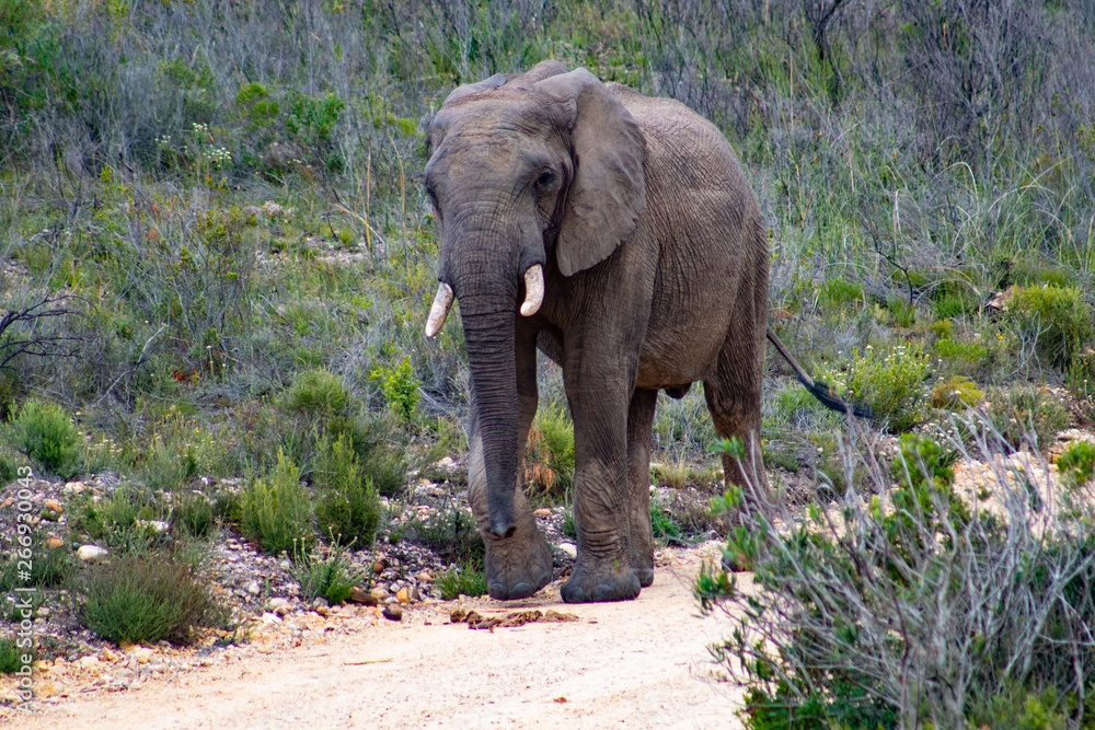 Obraz premium Male adult elephant in private game reserve safari in south africa