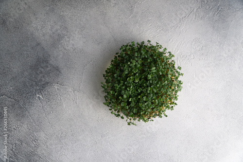 Arugula sprouts growing in round plate on bright textured surface, top view with copy space. Organic cooking and menu.