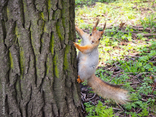 A cute red squirrel jumping on the tree close view