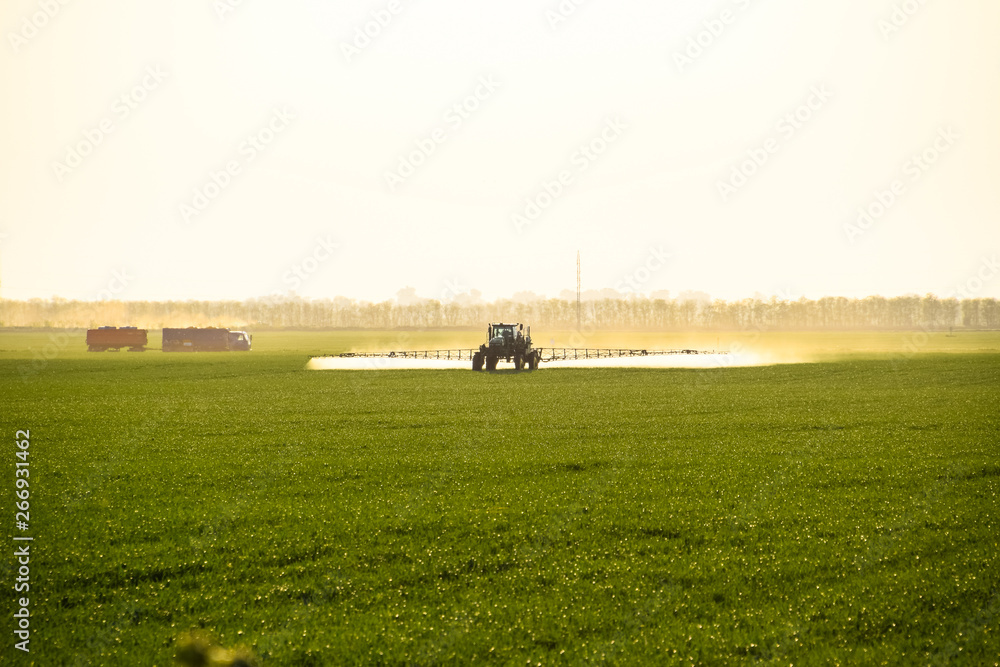 tractor with the help of a sprayer sprays liquid fertilizers on young wheat in the field.