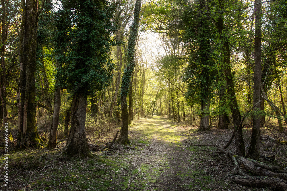 Naklejka premium Dirt road in the middle of dreamy forest