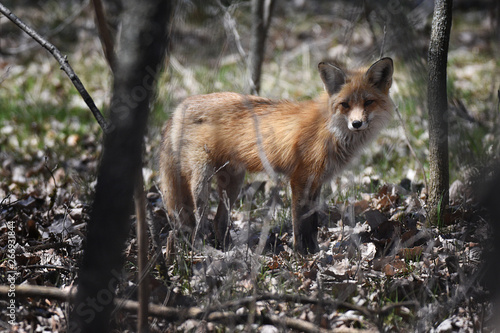 Red fox walking in woods © Switch Lab