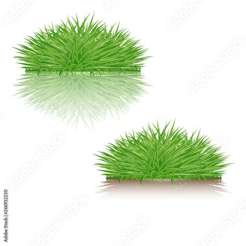 vector set of tuft of green grass sedge with reflection and shadow. isolated on white background