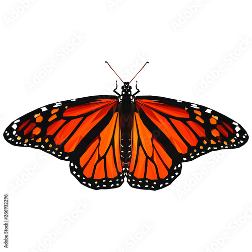 butterfly isolated on white background