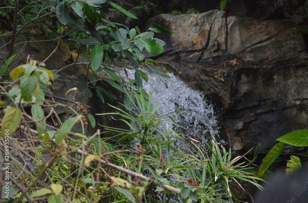 Obraz premium stream in the forest